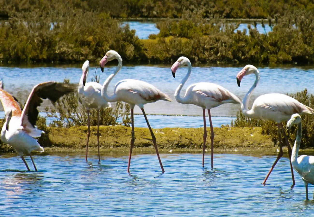 Apartamento en Albufeira - Splendor Condo with Ocean&Pool View by Be Cherish