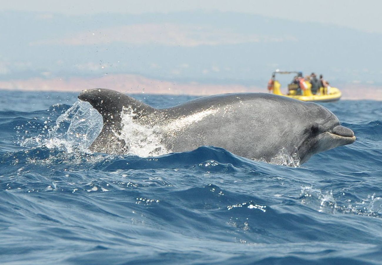 Apartamento em Albufeira - Splendor Condo with Ocean&Pool View by Be Cherish